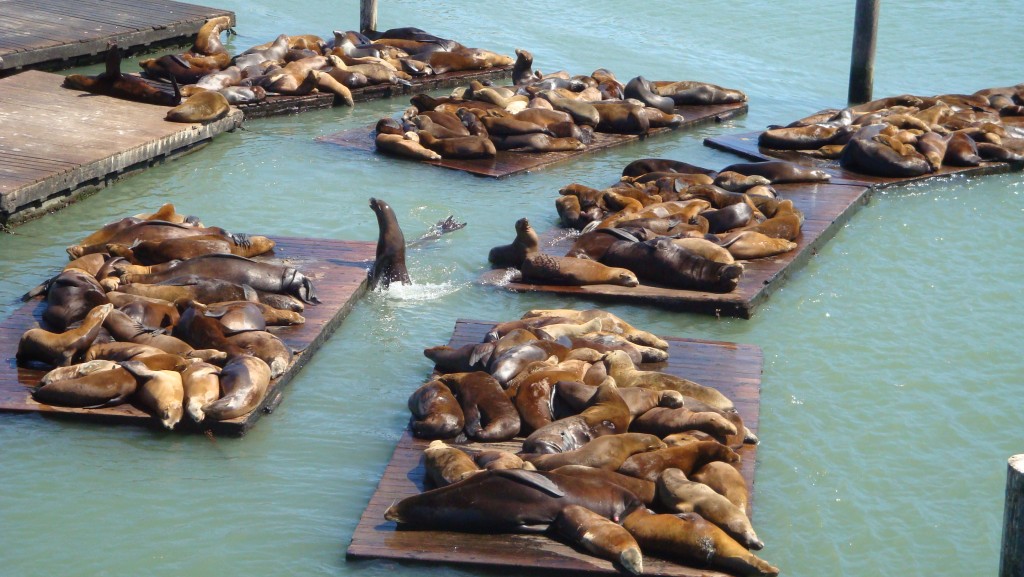 Pier 39'un icinde deniz ayilari özgürce güneslenebiliyorlar.. :)